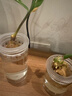 水培器皿塑料透明圆柱形绿植花盆多肉鲜花吊兰绿萝定植篮植物花瓶 塑料5.5*6.5小瓶子+定植篮 实拍图