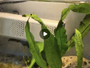 森森（SUNSUN）鱼缸过滤器净水循环三合一内置小型水族箱过滤系统XQP-1500F 23W 实拍图