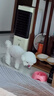 麦德氏IN羊乳钙片约150片 宠物狗狗钙片幼犬成犬大型犬泰迪金毛健骨补钙 实拍图