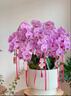 鲜花情大花蝴蝶兰盆栽带花盆【专人送花到家】乔迁送爸妈长辈同事盆栽 6株粉色蝴蝶兰-底盆随机可选A 今日达-同城配送到家-可预定 实拍图
