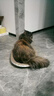 【京东物流】猫抓板磨爪猫窝一体耐磨不掉屑超大号猫玩具猫咪用品 椭圆小号+猫薄荷 实拍图