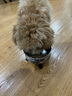麦富迪 狗粮 藻趣儿通用全价犬粮小中大型犬泰迪柯基金毛拉布拉多 幼犬粮 2.5kg 实拍图