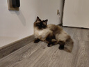 愛肯拿（ACANA）猫粮 海洋盛宴成猫幼猫粮 全价通用无谷进口鱼肉粮5.4kg效期26/3 实拍图