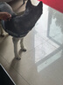 麦富迪狗粮 藻趣儿狗粮成犬粮牛肉螺旋藻 均衡营养2.5kg 实拍图