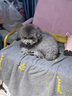 好主人狗粮 金装犬粮2.0成犬幼犬通用泰迪金毛比熊拉布拉多边牧中小型犬 【成幼通用】金装犬粮4斤 全犬种通用 实拍图