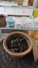 极边新春雨焙火香乌龙茶 腾冲高山口粮茶罐装茶叶可冷泡绿色食品150g 实拍图