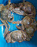 【活蟹】湖鲜阳澄 大闸蟹 去绳足重 2.3-2.6两 8只 鲜活六月黄现货超大螃蟹水产礼盒装 实拍图