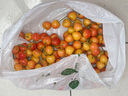 颜曼箐黄蜜樱桃车厘子 【JD/顺丰-送货上门】山东/大连大樱桃黄水晶 2斤(净重) S+级 甄选果 实拍图