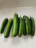京喜加新鲜无刺水果小黄瓜小青瓜脆甜荷兰脆嫩生吃黄瓜蔬菜 水果黄瓜 2斤 带箱活动 实拍图
