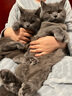 皇家皇家猫粮 英短成猫粮 BS34 通用粮 12月以上 2KG 实拍图