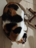 【京东物流】猫抓板磨爪猫窝一体耐磨不掉屑超大号猫玩具猫咪用品 椭圆小号+猫薄荷 实拍图