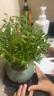 开时果 小叶赤楠盆景摆件 办公室桌面绿植花卉好养盆栽植物源头直发包邮 【热销款】哥窑浸墨盆+苔藓+底座 实拍图