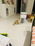 美的【小怪兽PET500 卫健委备案】宠物专用空气净化器 吸猫毛除过敏原 杀菌消毒除臭  宠物家庭专享 【宠物专享】 实拍图
