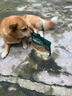 HELLOJOY狗狗零食肉干肉条成犬幼犬通用训狗奖励零食 鸡肉胡萝卜脆60g 实拍图