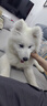 好主人狗粮 全犬种通用幼犬粮2.5kg泰迪金毛拉布拉多比熊天然粮5斤/20斤 全犬种幼犬粮5斤 实拍图