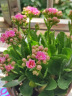 沭之美 长寿花绿植观花室内盆栽 长寿花粉色+0.5塑料加仑盆 源头直发 实拍图