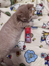 USPET费洛蒙猫咪外出防应激情绪舒缓剂安抚情绪猫面部信息素飞诺萌喷雾 实拍图