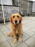 宝路成犬狗粮均衡营养全价粮 大型犬15kg|牛肉味【热卖】 实拍图