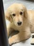 多美洁（Tropiclean）美国原装进口犬精油喷雾473ml宠物狗狗体外喷剂 实拍图