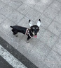 皇家皇家狗粮 幼犬狗粮 犬粮 通用犬型 A3 通用粮 2-12月 8KG 实拍图
