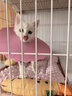 网易严选 全价无谷红肉猫粮牛羊肉配方宠物主粮幼猫成猫无谷粮猫粮1.8kg 实拍图