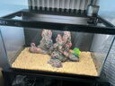 当贝智能生态鱼缸1Ultra 一体缸自循环鱼缸+希腾聚财山造景套餐 实拍图