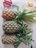 金钻凤梨17号海南新鲜水果无眼菠萝热带水果当季 净重5斤中果 单果650g起 约3-4个 实拍图