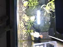 吉印刀锋s鱼缸灯led灯防水全光谱鱼缸照明灯水草灯小型超白鱼灯16cm 实拍图