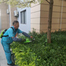 TOMSPOWER充电式绿篱机电动修剪机托马斯园林绿化剪茶叶背负式茶树修粗枝机 双刃24V重修款+20A(8.5小时) 实拍图