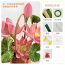 甜蜜点端午节扭扭棒花束小荷花莲蓬莲花荷叶diy创意手工材料包 实拍图
