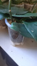 花沃里控根花盆带托盘 防烂根透气蝴蝶兰花盆栽种菜多肉塑料盆12口径3个 实拍图