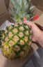 佳农 菲律宾进口菠萝 2个装 单果净重2斤 新鲜水果 源头直发  包邮 实拍图