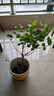 【净化空气】茉莉花盆栽浓香型土培室内水培驱蚊四季好养绿植花卉 新手养：清香淡雅【4颗茉莉】15天开花 四季开花【驱蚊浓香A级茉莉花】 实拍图