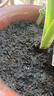 大海边【全国12仓发货】通用型营养土有机大包通用型养花种菜土壤 10斤有机营养土 实拍图