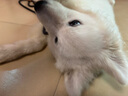 凯锐思狗粮幼犬粮泰迪金毛比熊博美柯基通用型大型小型犬专用 6kg 实拍图