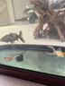 水医生硝化细菌鱼缸水族箱稳除氯气清澈剂净水分解粪便消化用品 硝化菌王1000ml 实拍图