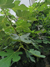 南同四海南京同仁堂玫瑰花搭平阴墨红玫瑰花茶特玫瑰花茶级大朵玫瑰花茶包 实拍图