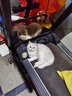 亿迪猫粮冻干幼猫成猫10斤全价英短蓝猫布偶老年猫国产通用全阶段5kg 实拍图
