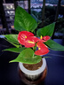 红掌盆栽白粉掌一帆风顺带花特大号花卉室内客厅面水培植物好养 约30cm红掌+圆球玻璃瓶 带盆栽好 实拍图