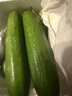京喜加新鲜无刺水果小黄瓜小青瓜脆甜荷兰脆嫩生吃黄瓜蔬菜 水果黄瓜 1斤 净重 实拍图