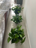 双盟绿萝盆栽除甲醛花卉绿植办公室新房净化空气180加仑4盆装源头直发 实拍图