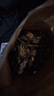 西知堂 红藤400g/袋非野生红藤片红血藤片泡酒血塞通红藤片泡水泡茶 实拍图
