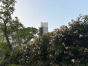 清风【李昀锐同款】抽纸 丝柔4层110抽20包M码 卫生纸巾 新老包装交替 实拍图