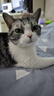 冠能猫粮室内成猫猫粮7kg 全价猫粮 添加膳食纤维 控制毛球 实拍图