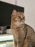 多特思（DOTUS）猫零食猫条混合口味15g*100支0添加0诱食剂成幼猫咪零食罐头湿粮 实拍图
