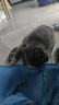 信元发育宝 AD处方罐头怀孕产后绝育狗贫血犬瘟猫咪术后体弱挑食犬瘟营养湿粮 VRC2信元猫复康半流质宠膳3罐 实拍图