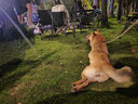 麦富迪 宠物狗狗零食 成犬幼犬训狗奖励鸭肉干1200g 实拍图