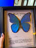 大蓝闪蝶标本【真蝴蝶标本】稀有进口天堂凤蝶摆件 大蓝闪蝶 10寸框 实拍图