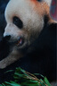 洁珊猫砂膨润土低尘强力吸附凝聚宠物猫砂 洁珊猫砂9l（7.5kg） 实拍图