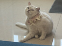 欢宠网智能猫玩具猫咪自动逗猫棒电动激光自嗨解闷神器猫猫小猫幼猫宠物 实拍图